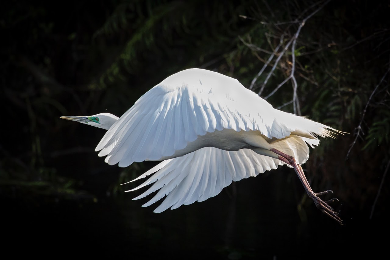 White Heron credit Geoff Marks White Heron credit Geoff Marks